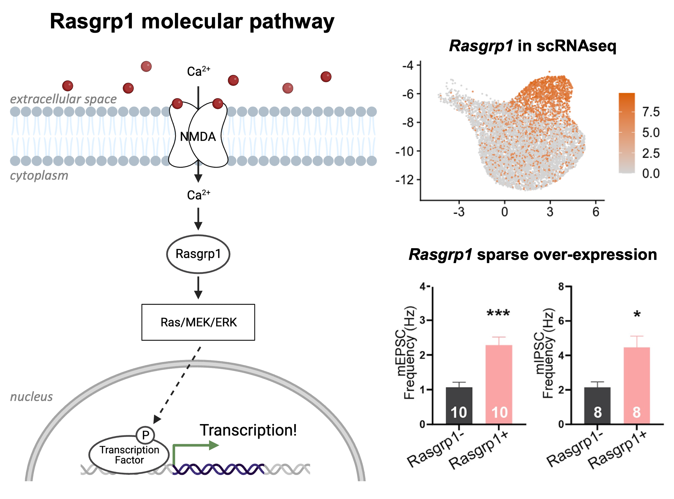 Rasgrp1 mechanism
